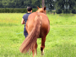 Werkt voor mijn paard perfect bij kriebels aan haar staart en rasp!