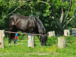 Hele goeie zomerspray! Ik vind het lekker ruiken, beetje stoere geur