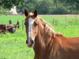 De huid blijft rustiger en herstelt sneller